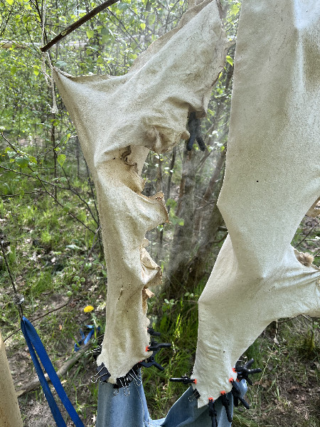 buckskin-tanning-08 image