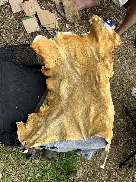 buckskin-tanning-09image